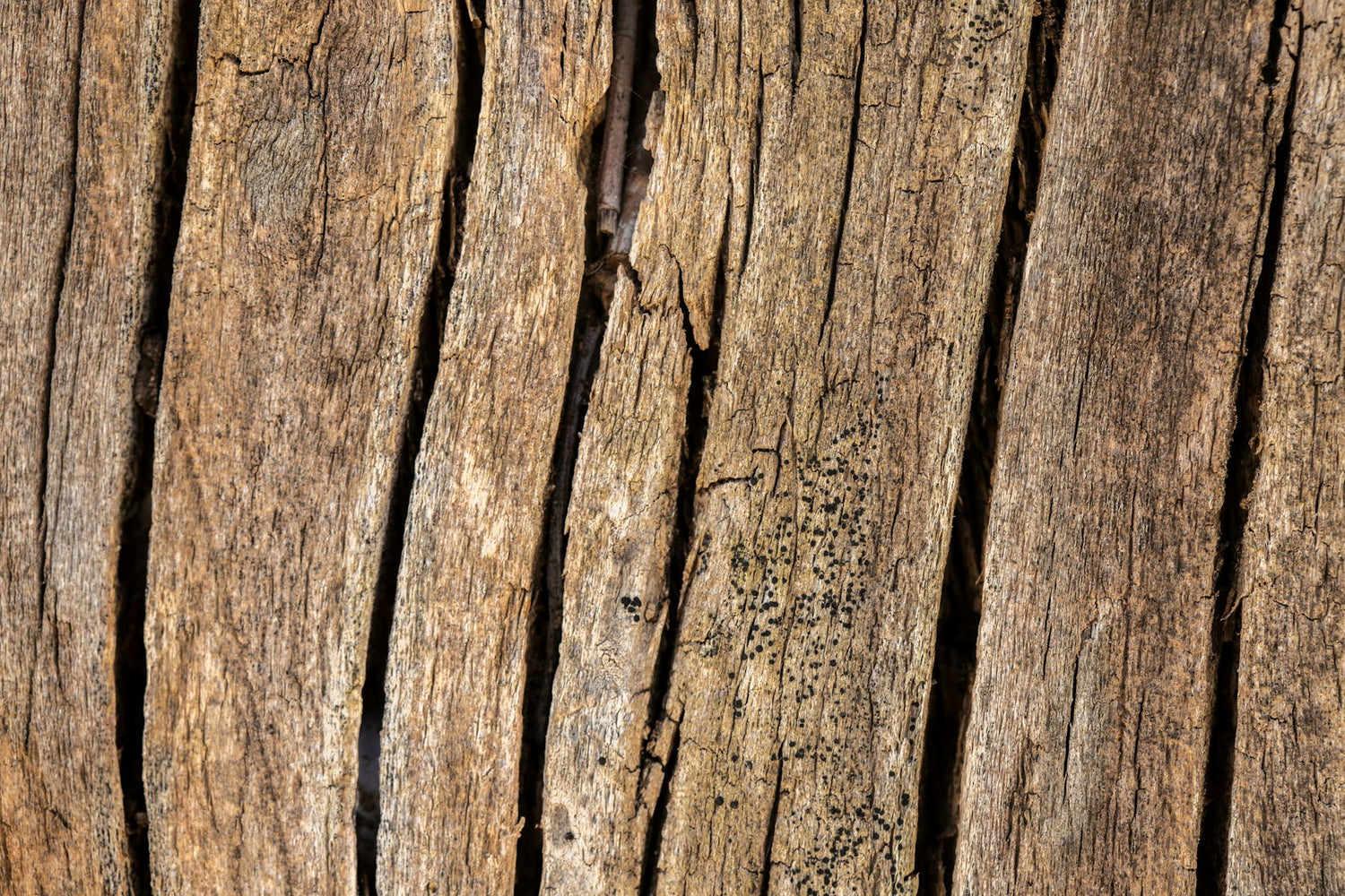 Thermally Modified Poplar Wood: A Durable Choice from Westwood Millworks