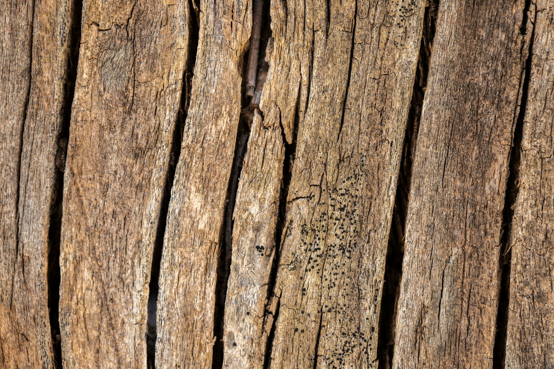 Thermally Modified Poplar Wood: A Durable Choice from Westwood Millworks